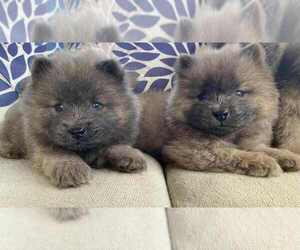 Chow Chow Puppy for sale in EFFINGHAM, SC, USA