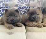Small Chow Chow