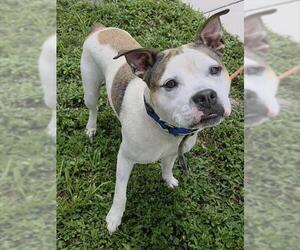 American Staffordshire Terrier-Unknown Mix Dogs for adoption in Fort Lauderdale, FL, USA