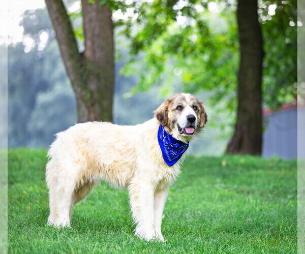 Medium Photo #2 Great Pyrenees-Unknown Mix Puppy For Sale in Unionville, PA, USA