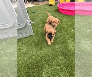 Boxer-Chinese Shar-Pei Mix Puppy for sale in SAN FERNANDO, CA, USA