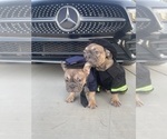 Small #11 French Bulldog