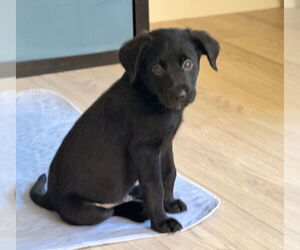 Sheprador Dogs for adoption in Dana Point, CA, USA