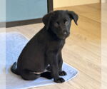 Small Sheprador