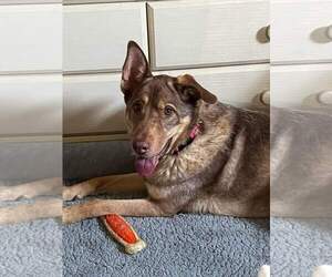 German Shepherd Dog-Unknown Mix Dogs for adoption in Rolesville, NC, USA