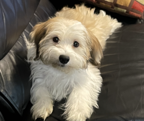 Medium Photo #1 Havanese Puppy For Sale in TAMPA, FL, USA