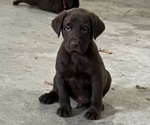 Labrador Retriever Puppy for sale in EXCELLO, MO, USA