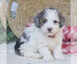 Small #2 Poodle (Miniature)