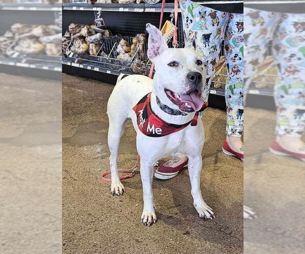 Medium Photo #16 American Pit Bull Terrier-Unknown Mix Puppy For Sale in Germantown, OH, USA