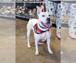 Small #15 American Pit Bull Terrier Mix