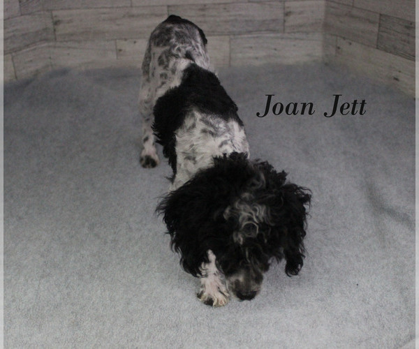 Medium Photo #26 Poodle (Toy) Puppy For Sale in CHANUTE, KS, USA