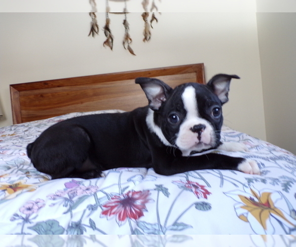 Medium Photo #2 Boston Terrier Puppy For Sale in MONROE, NH, USA