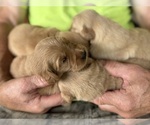 Small #6 Golden Retriever
