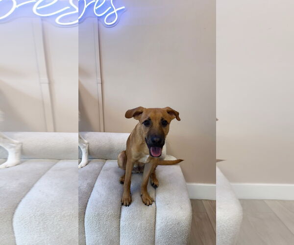 Medium Photo #7 Mutt Puppy For Sale in miami, FL, USA