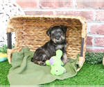 Small #1 Schnauzer (Miniature)