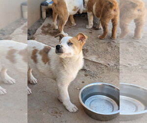 Australian Shepherd-Unknown Mix Dogs for adoption in Pena Blanca, NM, USA