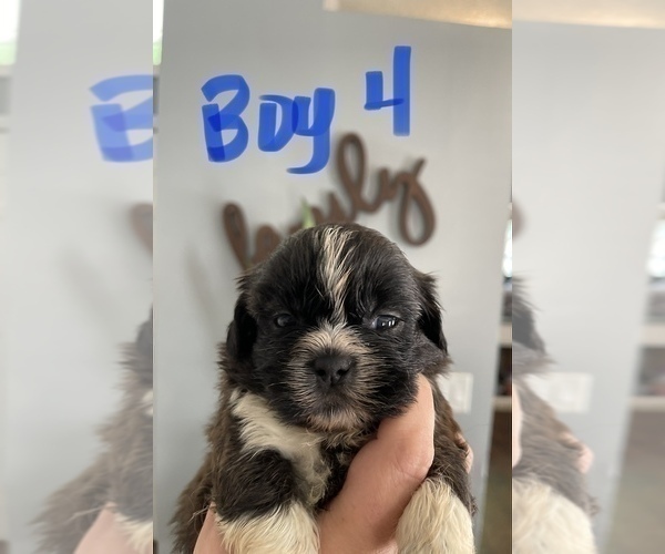 Medium Photo #8 Shih Tzu Puppy For Sale in ORLANDO, FL, USA