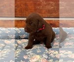 Small Photo #6 Labrador Retriever Puppy For Sale in SCOTT, LA, USA