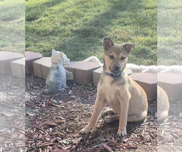 Medium Photo #2 Mutt Puppy For Sale in Sandy, UT, USA