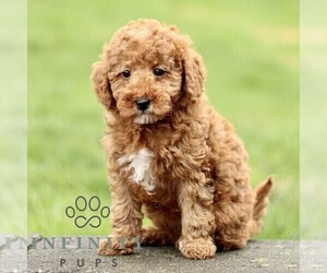 Goldendoodle (Miniature) Puppy for sale in RONKS, PA, USA