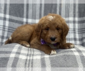 Goldendoodle Puppy for sale in LAKELAND, FL, USA