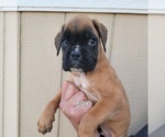 Puppy 1 Boxer
