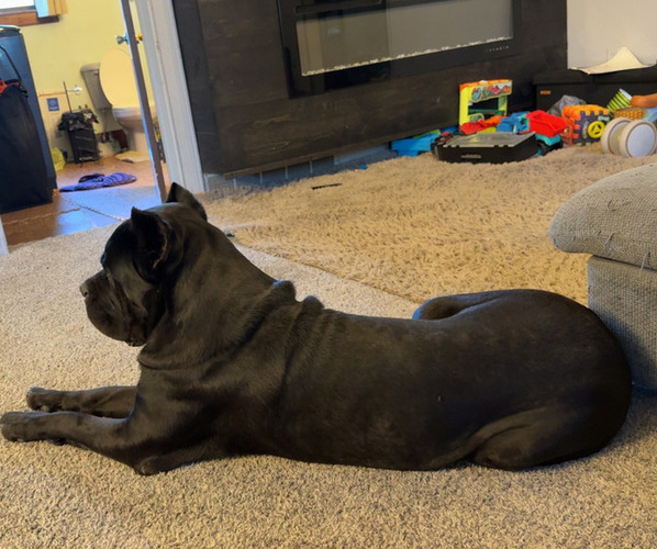 Medium Photo #1 Cane Corso Puppy For Sale in STUART, IA, USA