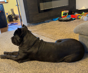 Father of the Cane Corso puppies born on 09/23/2026