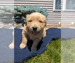 Golden Retriever Puppy for Sale in GOSHEN, Indiana USA