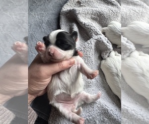 Mal-Shi Puppy for sale in LUDLOW, MA, USA