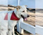 Small #9 Labrador Retriever Mix