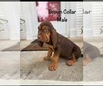 Puppy Blown collar 2 Bloodhound