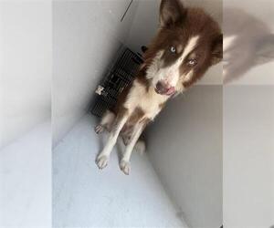 Huskies -Unknown Mix Dogs for adoption in Houston, TX, USA