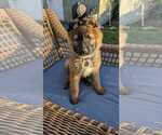 Small #22 German Shepherd Dog