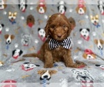 Small #3 Cockapoo (Miniature)