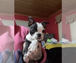 Small Photo #18 Boston Terrier Puppy For Sale in ROUND LAKE, IL, USA