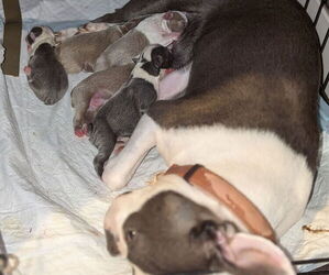 Boston Terrier Puppy for sale in GONIC, NH, USA