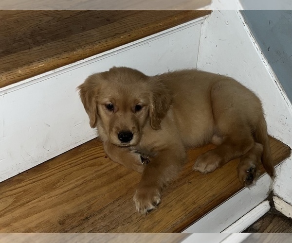 Medium Photo #7 Golden Retriever Puppy For Sale in WARWICK, RI, USA