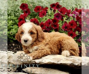 Goldendoodle (Miniature) Puppy for sale in LITITZ, PA, USA