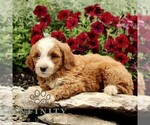Small Goldendoodle (Miniature)