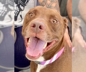 Lucy Ann - Adopt Me! - Female American Staffordshire Terrier-Labrador Retriever Mix Dog for Adoption - Photo #9