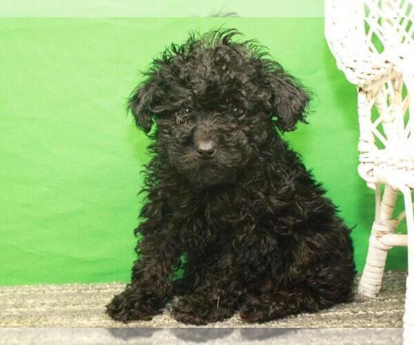 Medium Photo #4 Poodle (Toy) Puppy For Sale in SHAWNEE, OK, USA