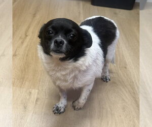 Chihuahua-Unknown Mix Dogs for adoption in Raleigh, NC, USA