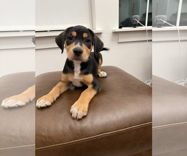 Medium Photo #1 Boxador Puppy For Sale in MIDWAY, UT, USA
