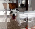 Small #2 Mutt