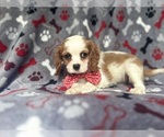 Small #6 Cavalier King Charles Spaniel
