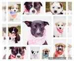 Small #4 Labrador Retriever Mix