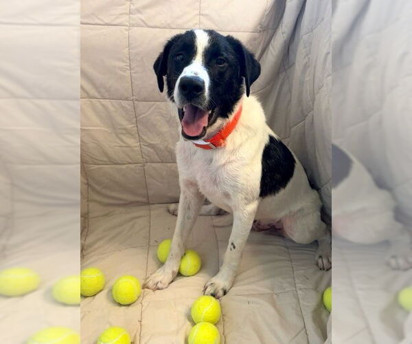 Medium Photo #1 Border Collie-Unknown Mix Puppy For Sale in Oakhurst, NJ, USA