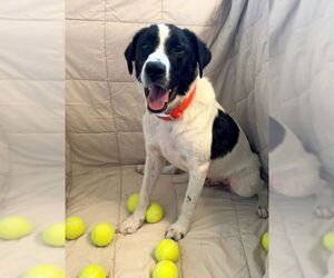 Border Collie-Unknown Mix Dogs for adoption in Oakhurst, NJ, USA