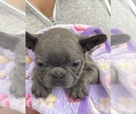 Small Photo #6 French Bulldog Puppy For Sale in LOS ANGELES, CA, USA